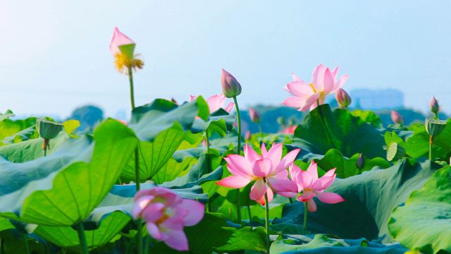 清廉中国丨清白正直 洁净无染