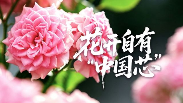 清廉中国丨花开自有&ldquo;中国芯&rdquo;